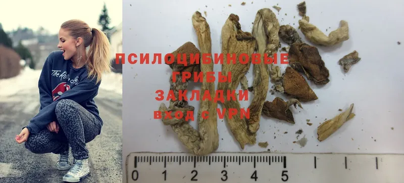 где можно купить наркотик  Ардон  Галлюциногенные грибы Psilocybine cubensis 